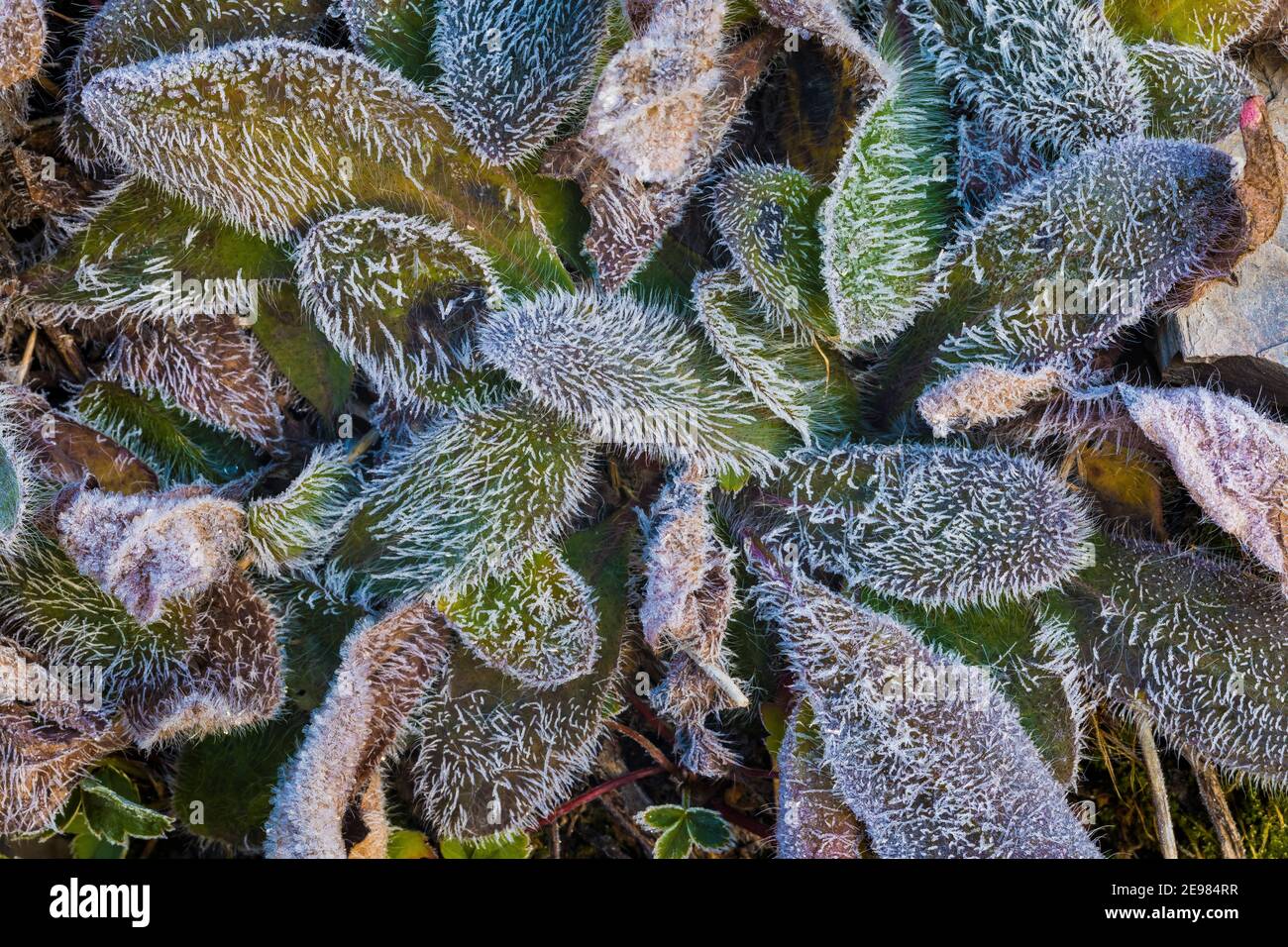 Frost-covered fuzzy leaves on morning along Floe Lake Trail in Kootenay National Park in the Canadian Rockies, British Columbia, Canada Stock Photo