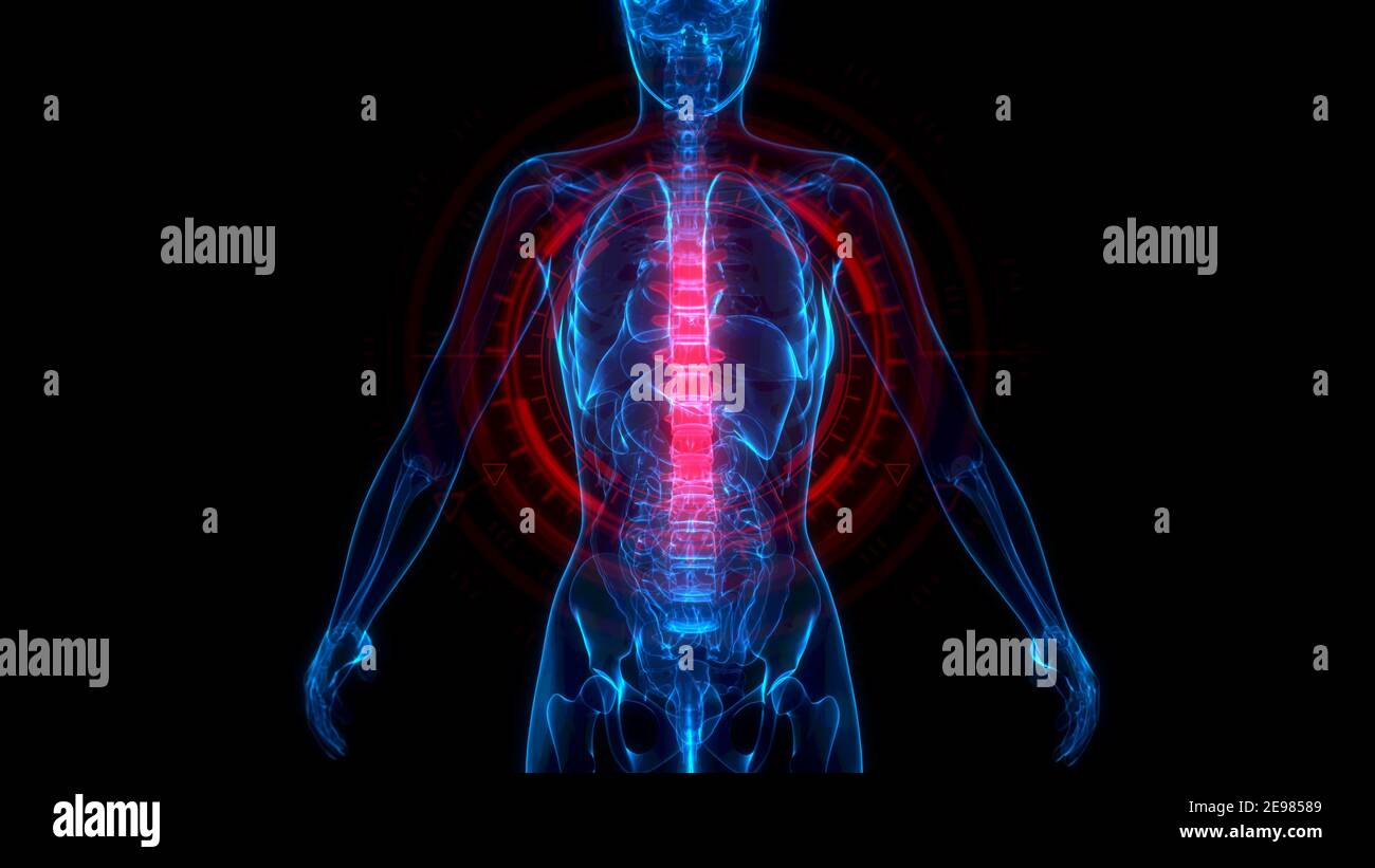 medicine 3d illustration, Thoracic, middle zone of spine on x-ray human body Stock Photo