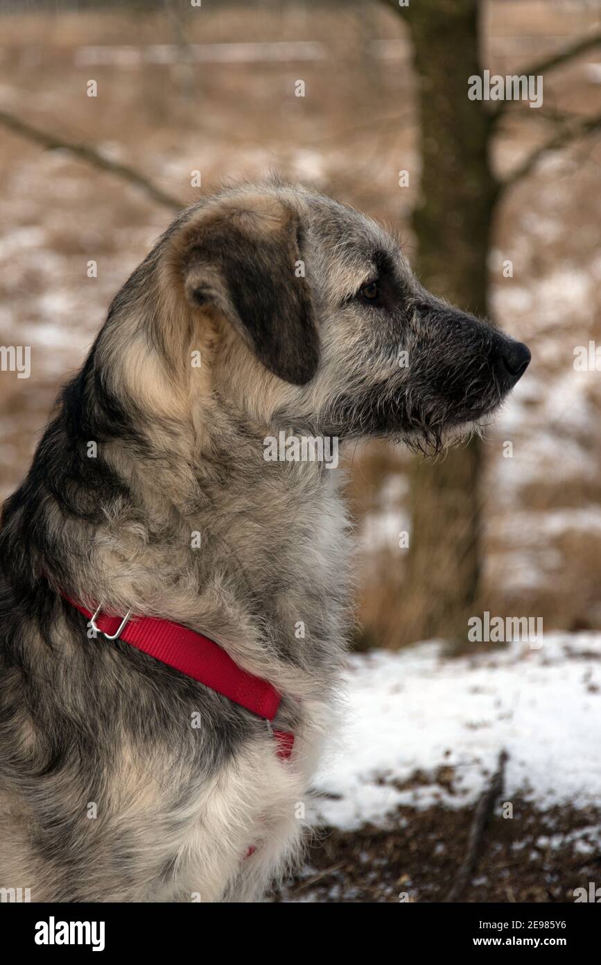 Young Romanian crossbreed dog - Ciobanesc Romanesc Carpatin crossbreed  Stock Photo - Alamy