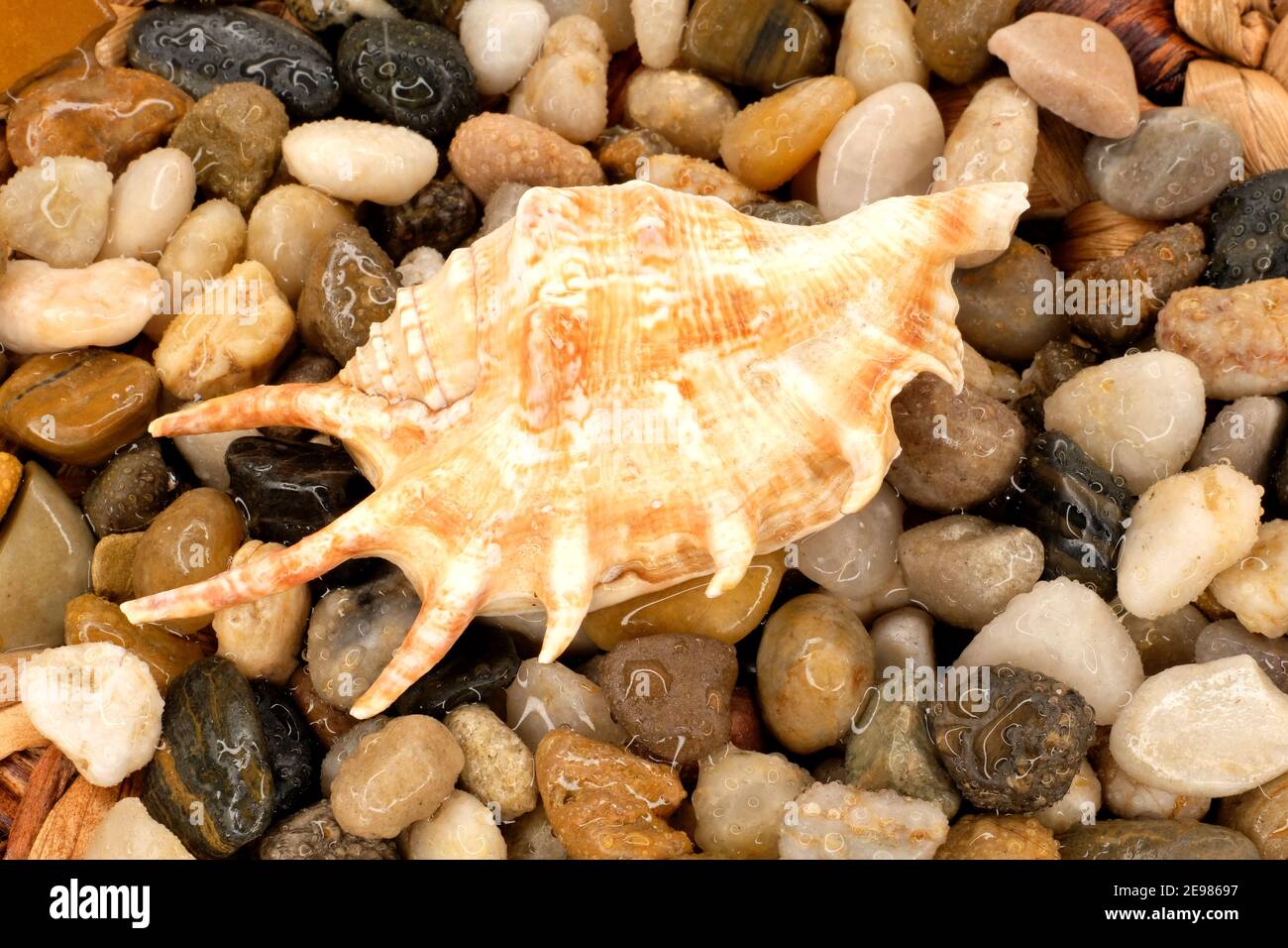 Conch Shell on the Beach Stock Photo