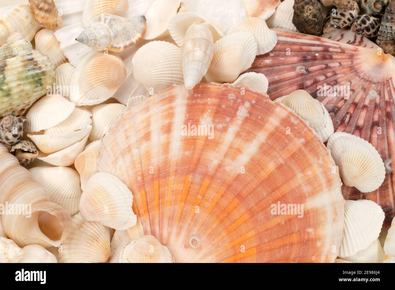 Seashells on the Beach Stock Photo
