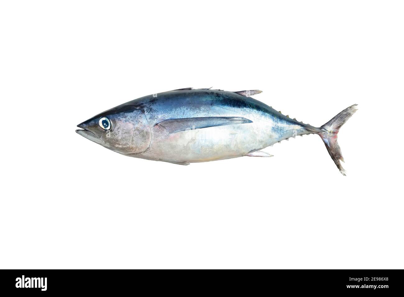 Raw whole fish, northern albacore (Thunnus alalunga) of cantabrian sea isolated on white background Stock Photo