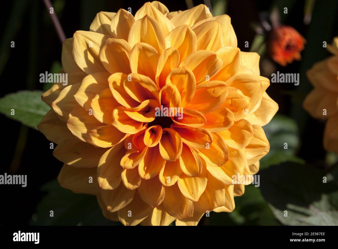 Chrysanthemum england uk hires stock photography and images Alamy