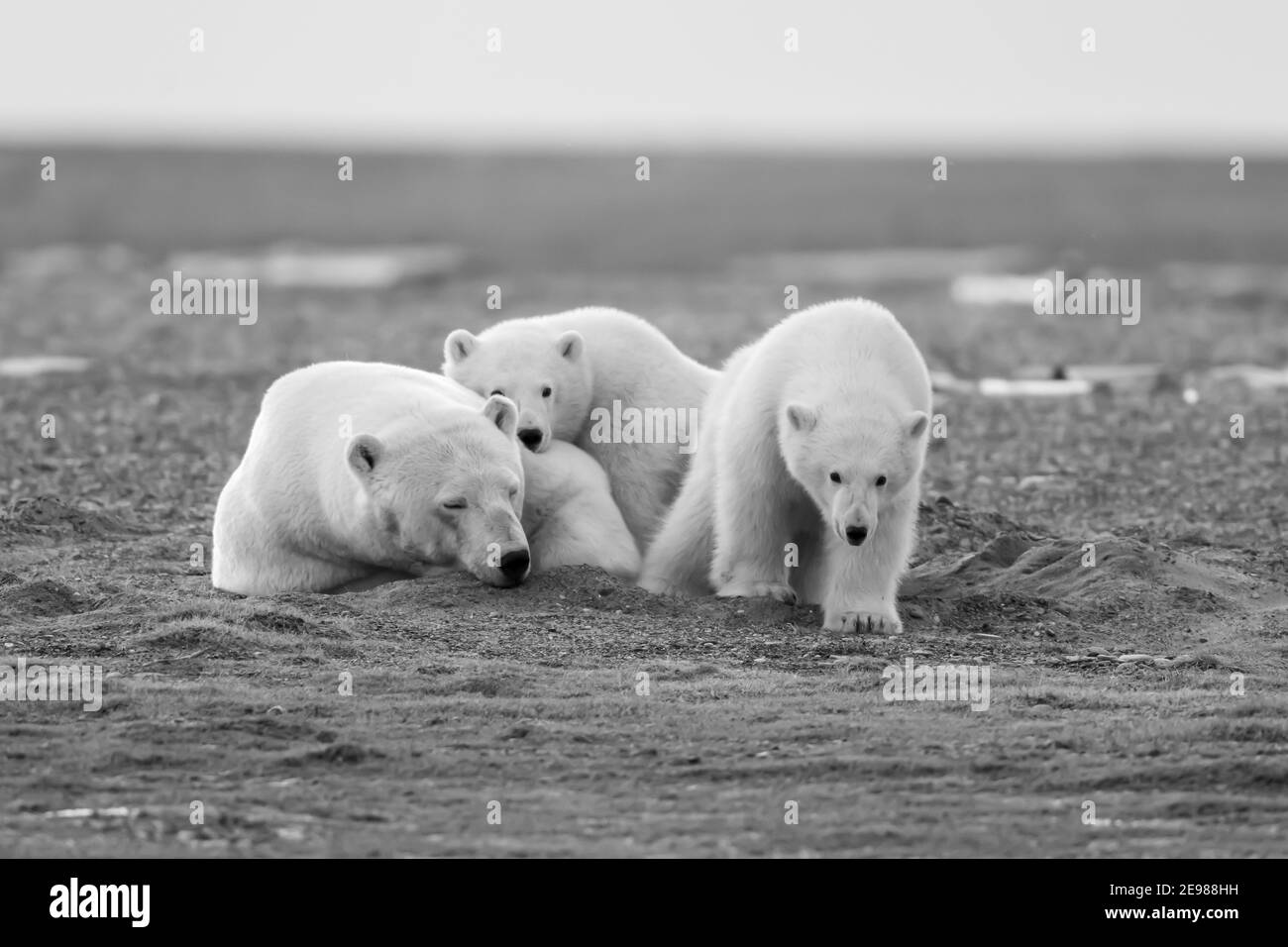 Mother polar bear and cubs Black and White Stock Photos & Images - Alamy