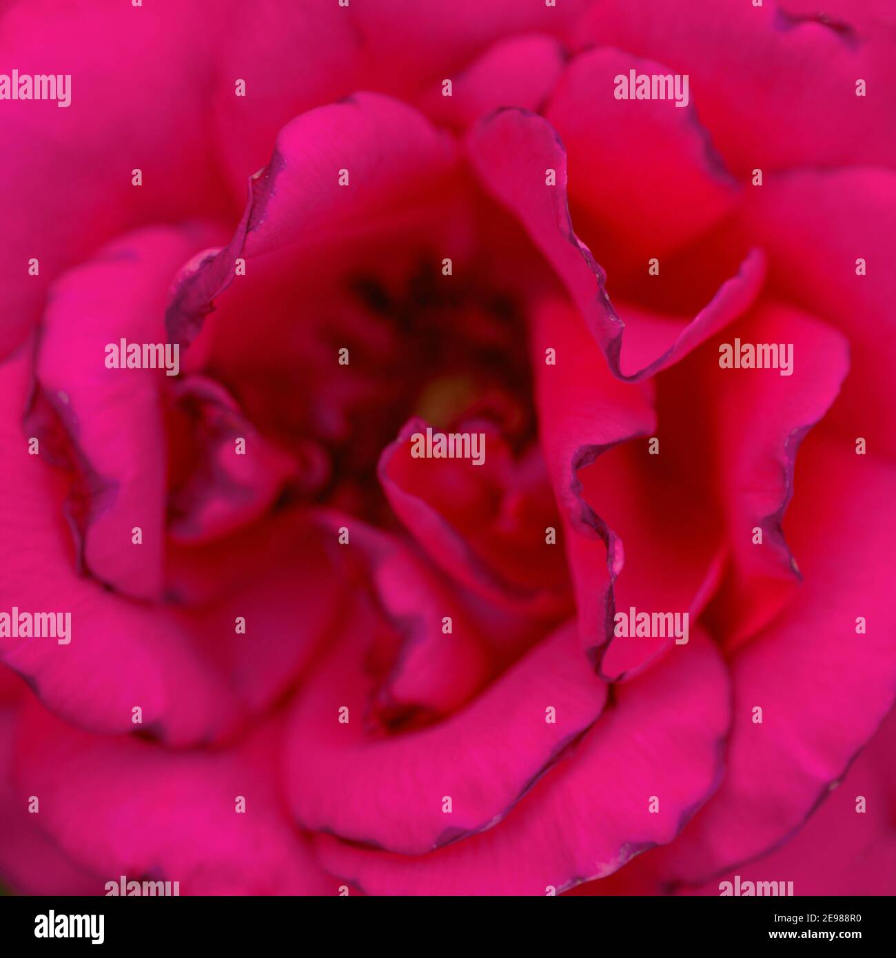 Bright pink rose closeup in nature Stock Photo Alamy