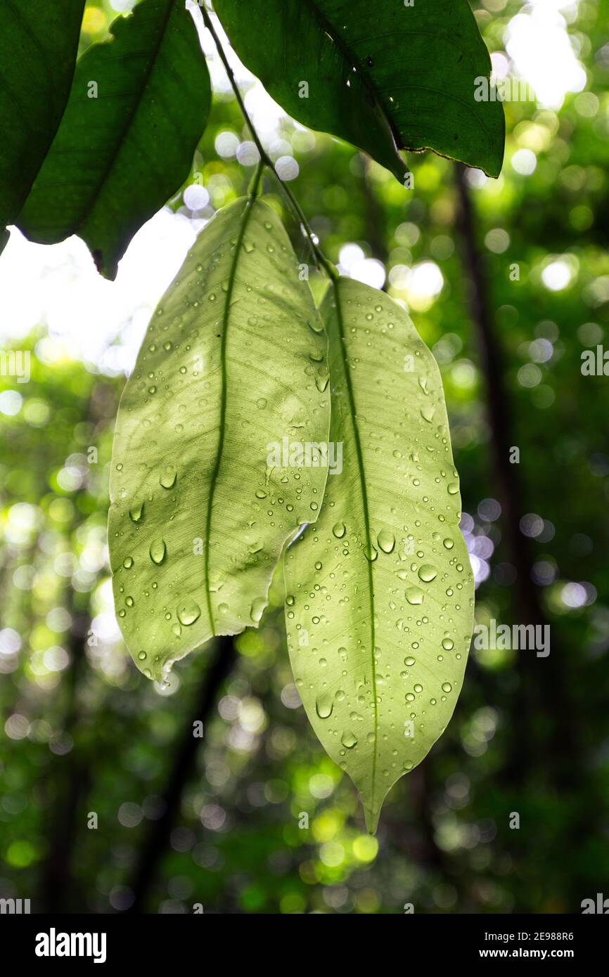 Leaves with waterdrops, Manuel Antonio National Park, Costa Rica Stock Photo