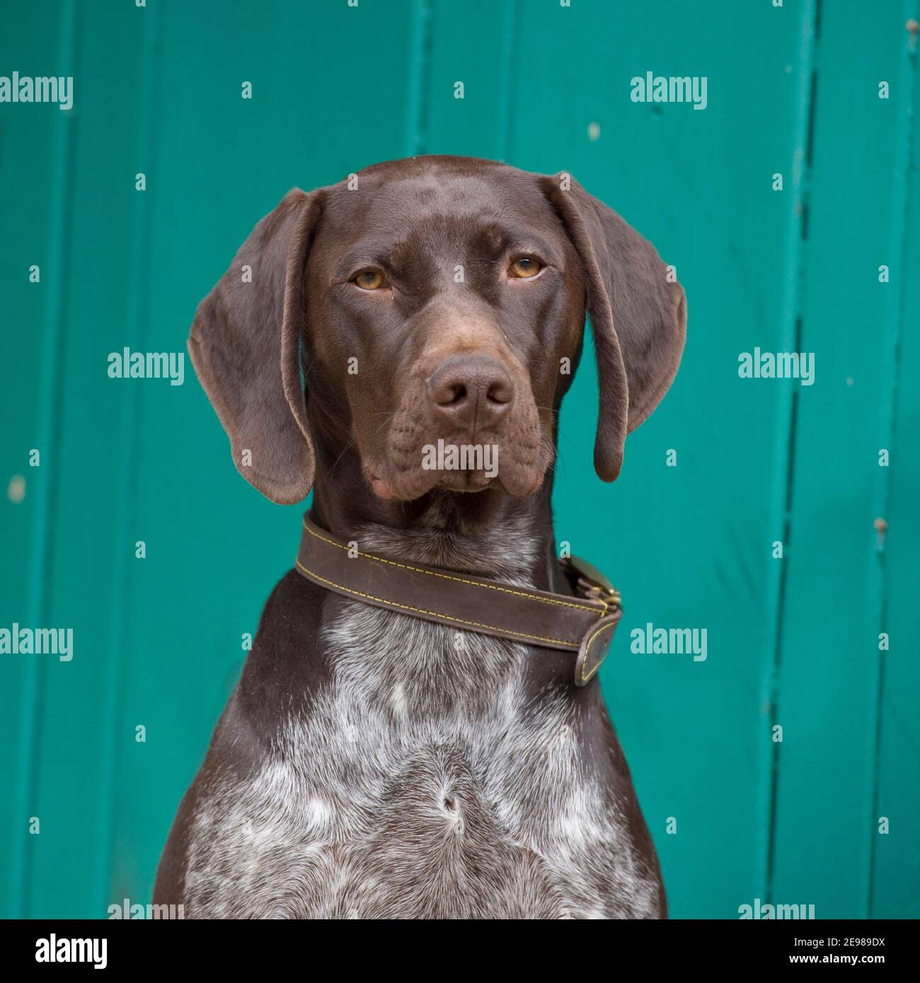 german shorthaired pointer dog Stock Photo