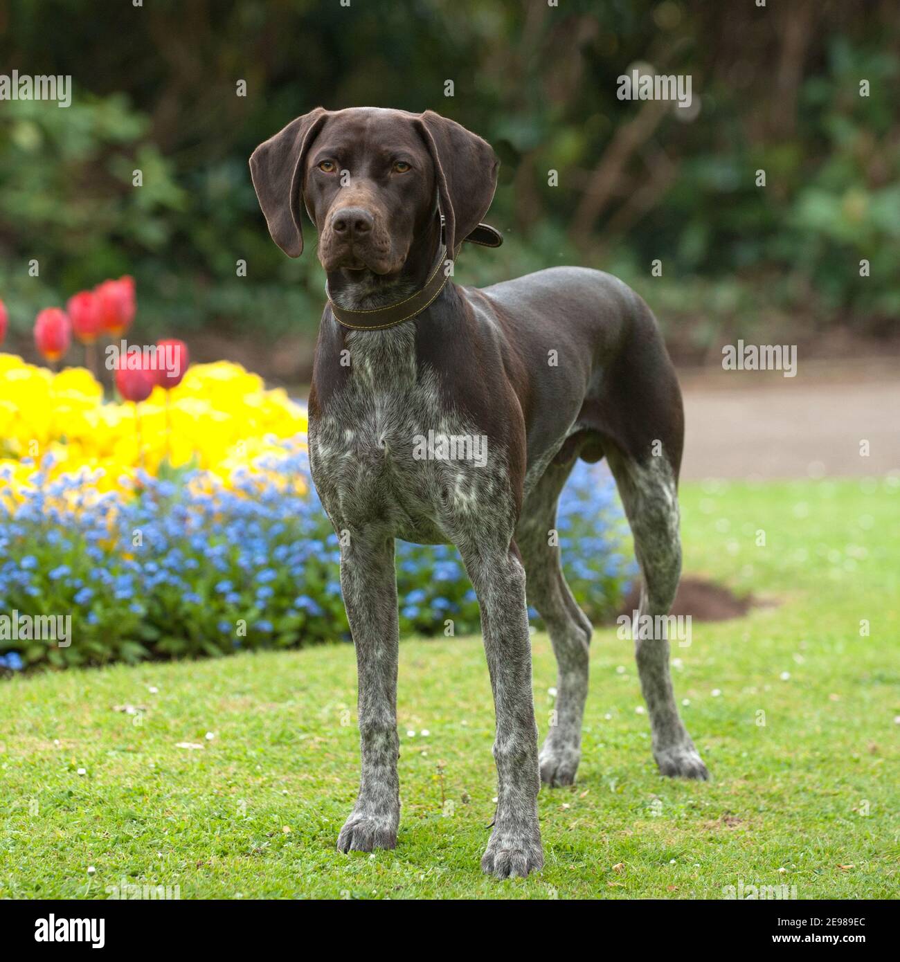 german shorthaired pointer dog Stock Photo