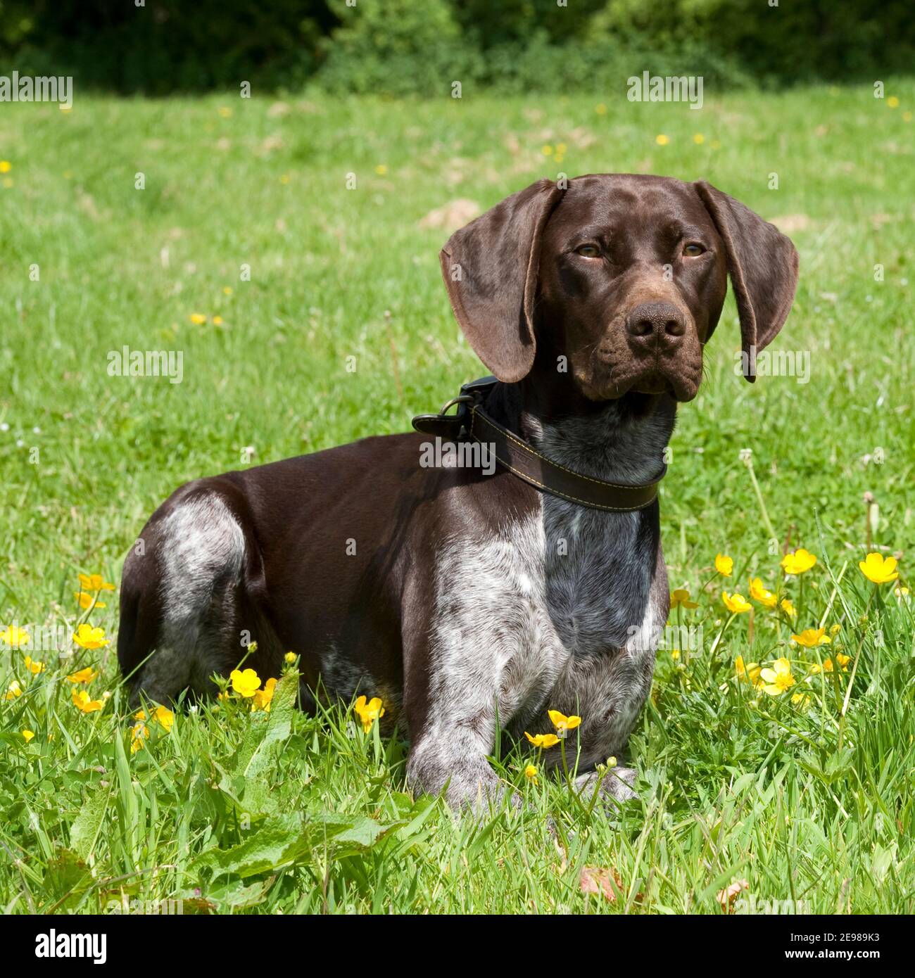 german shorthaired pointer liver and roan