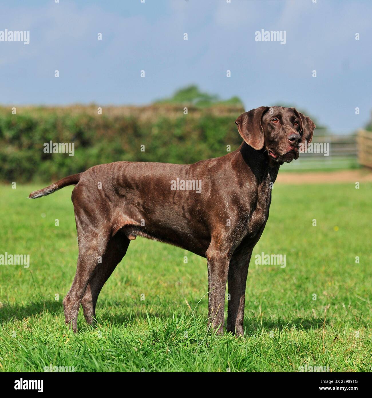 german shorthaired pointer dog Stock Photo Alamy