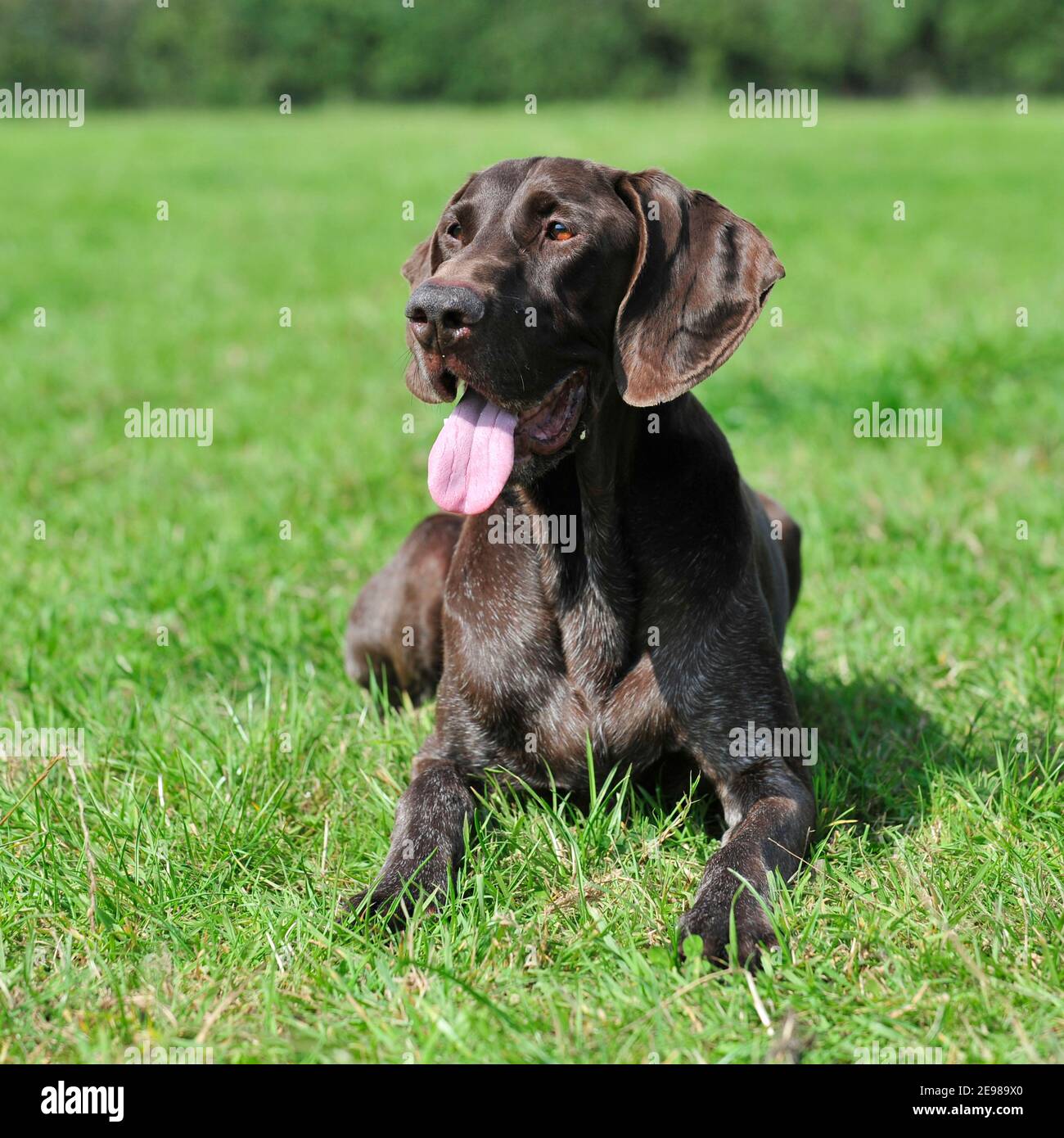 german shorthaired pointer dog Stock Photo Alamy