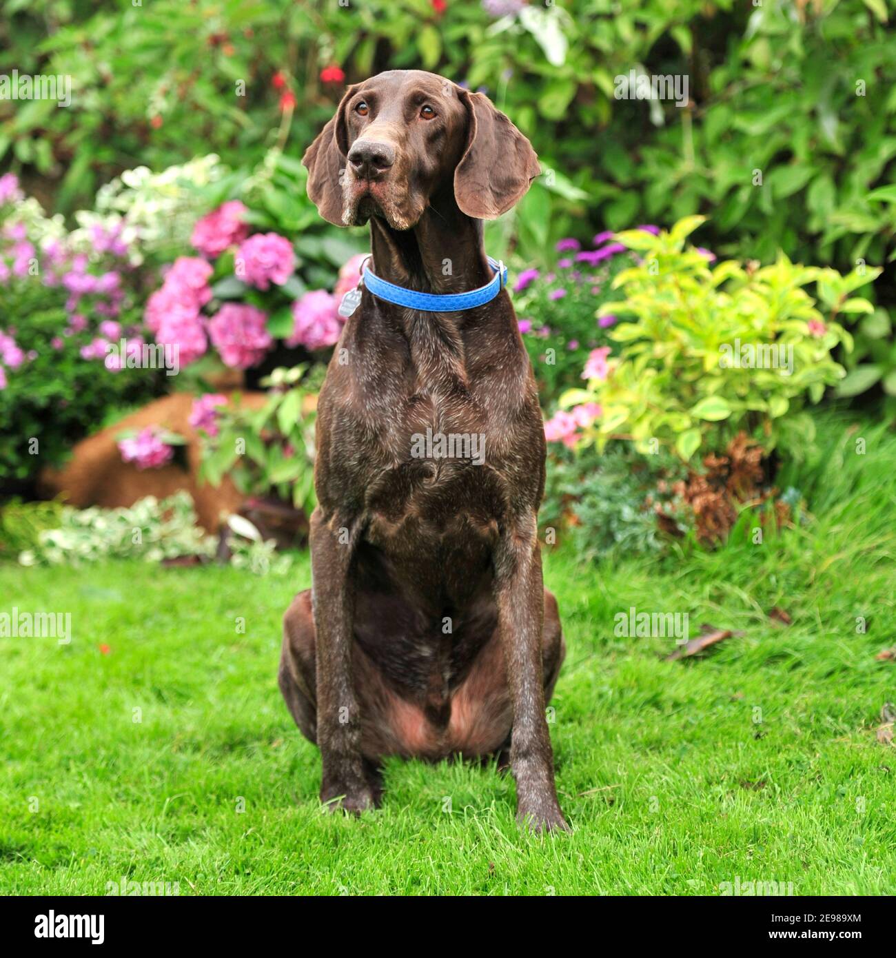 german shorthaired pointer dog Stock Photo Alamy