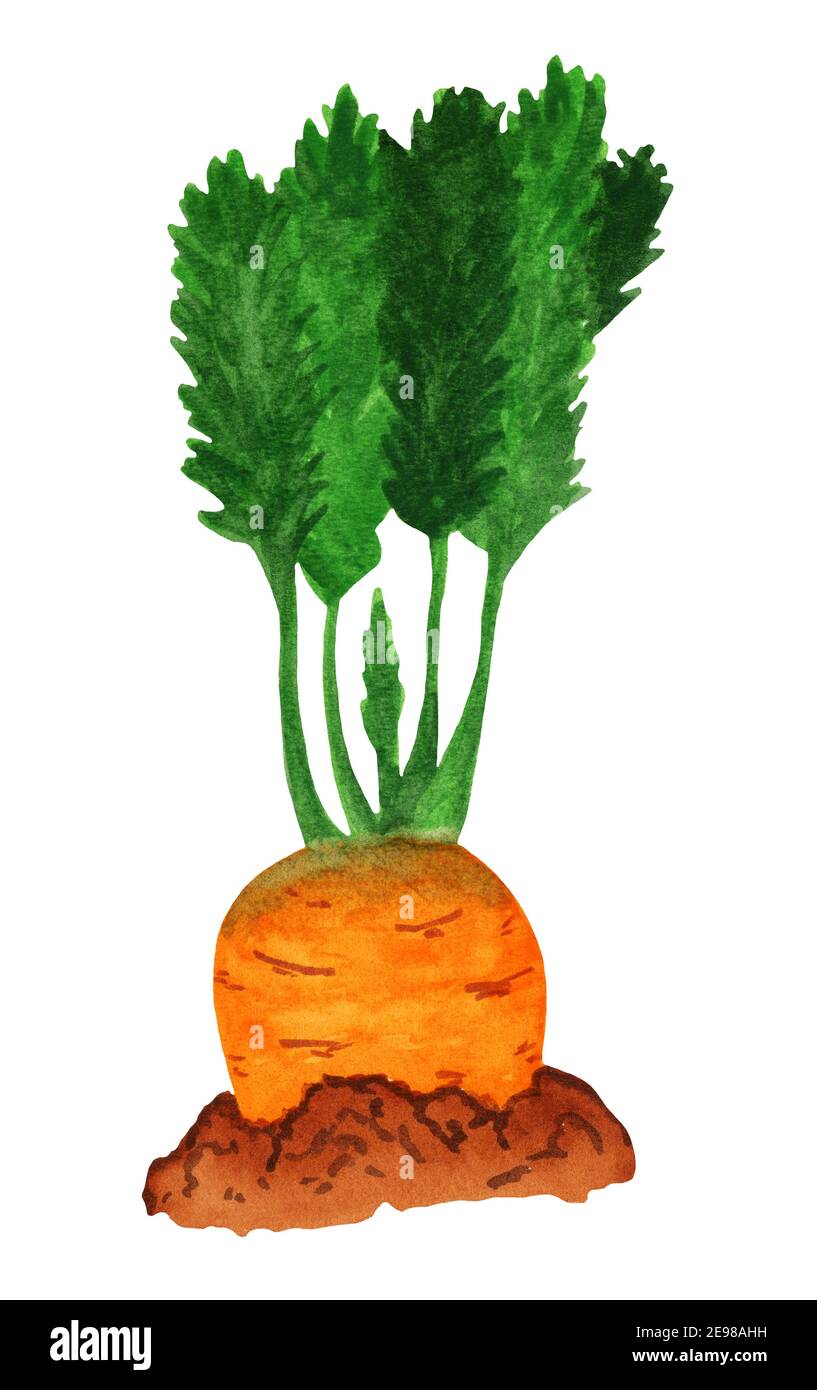Watercolor carrot in the ground, side view Stock Photo