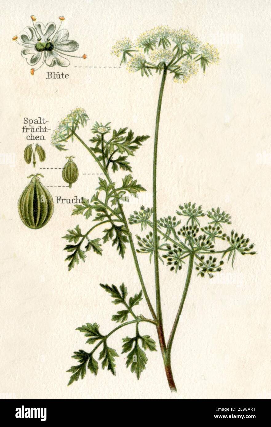 fool's parsley, fool's cicely, or poison parsley / Aethusa cynapium / Hundspetersilie  / encyclopedia, ca. 1910) Stock Photo