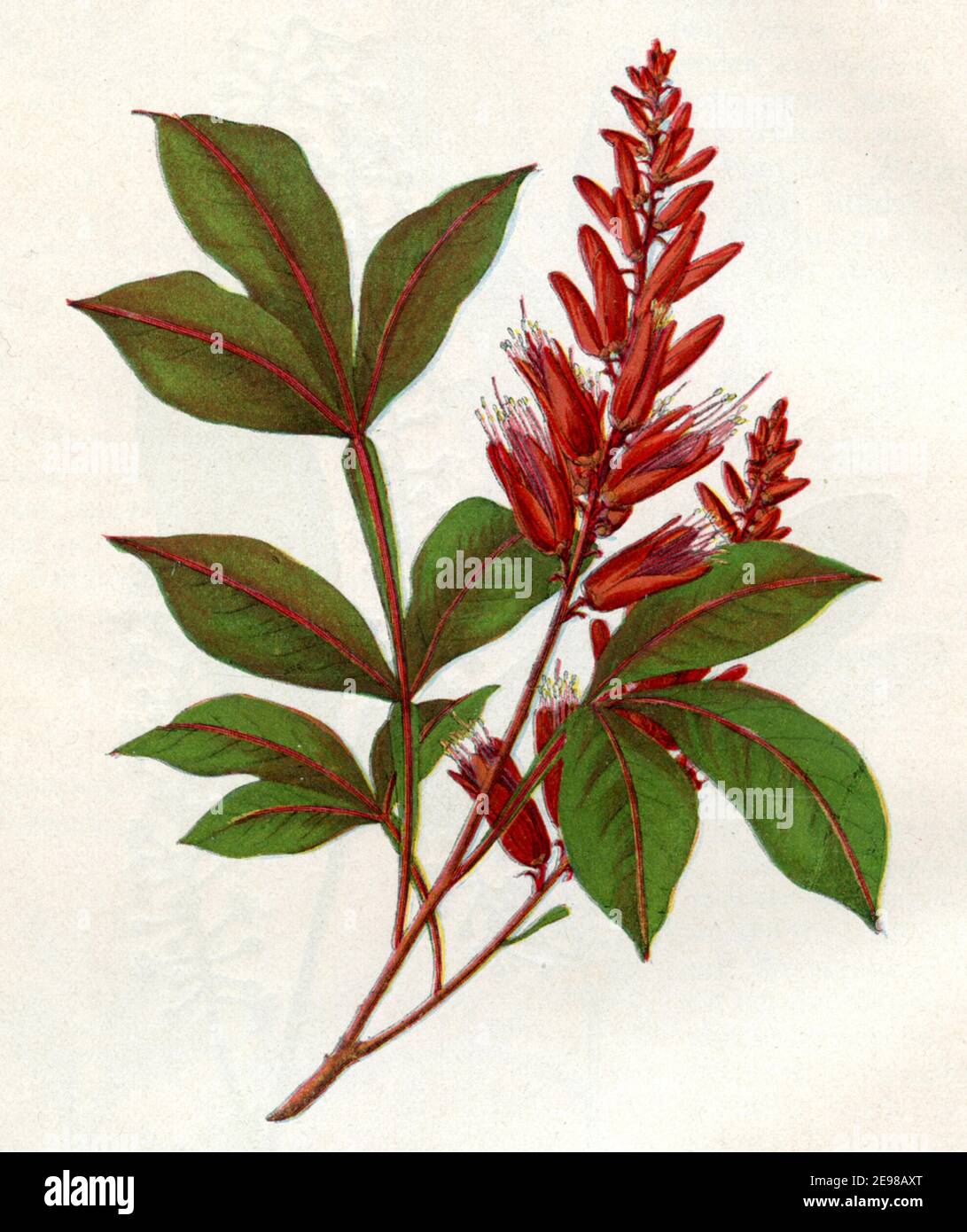 amargo / Quassia amara / Quassiabaum  / botany book, 1900) Stock Photo