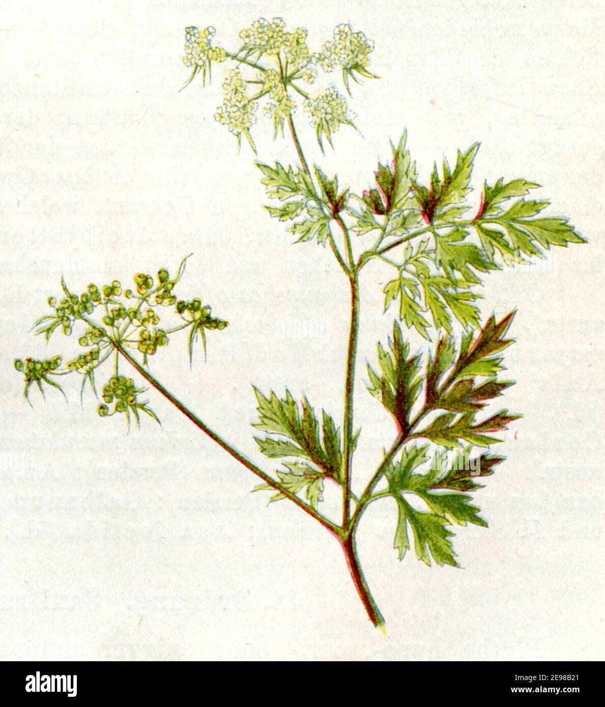fool's parsley, fool's cicely, or poison parsley / Aethusa cynapium / Hundspetersilie  / botany book, 1900) Stock Photo