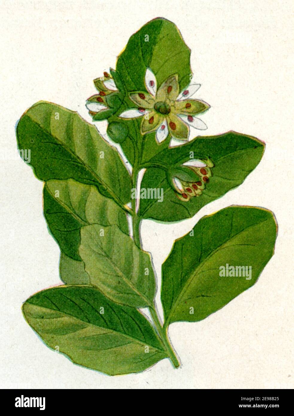 soap bark tree or soapbark / Quillaja saponaria / Seifenrindenbaum  / botany book, 1900) Stock Photo