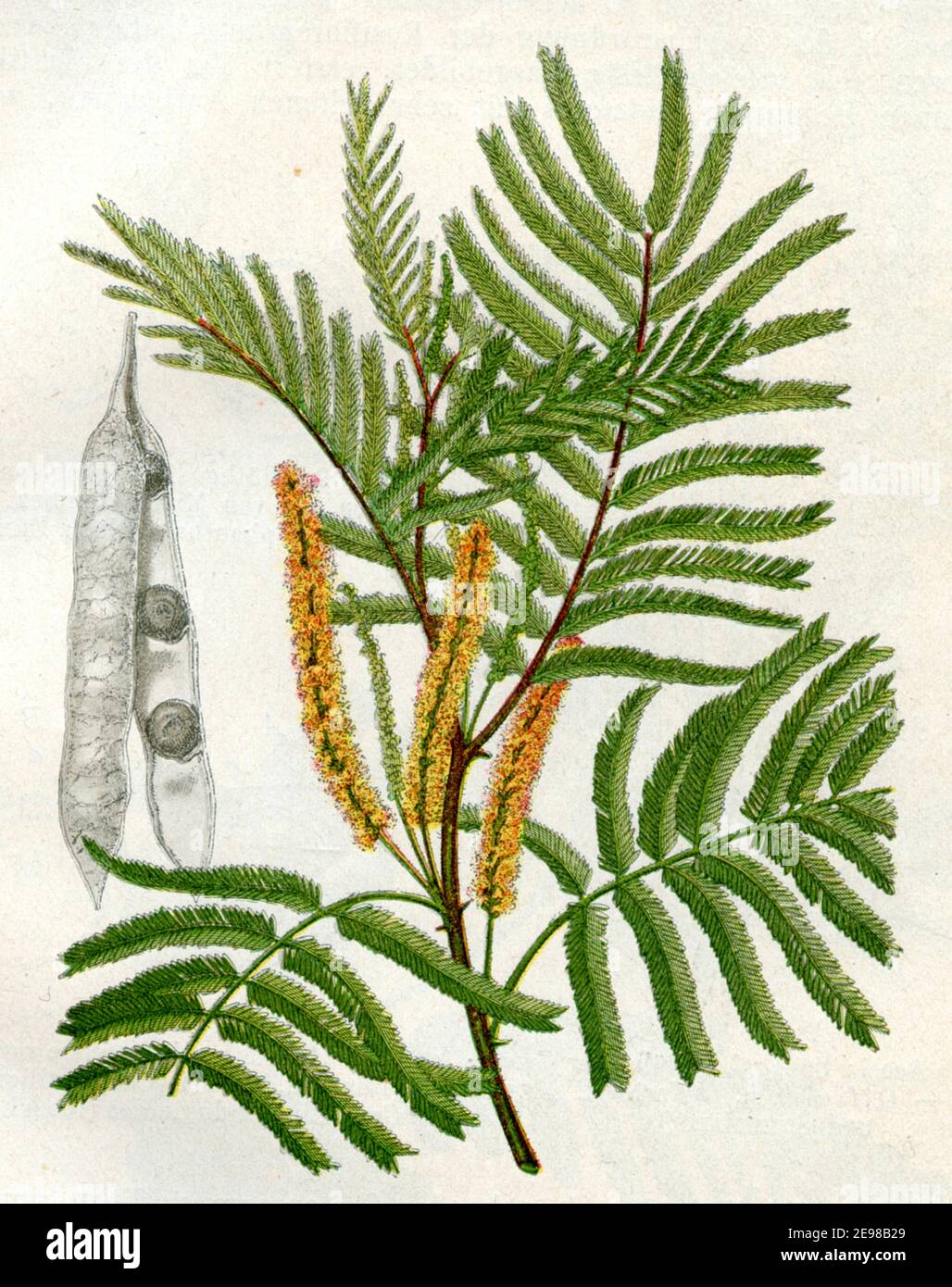catechu / Senegalia catechu, Syn. Acacia catechu, Acacia wallichiana, Mimosa catechu / Akazie, Gerber-  / botany book, 1900) Stock Photo