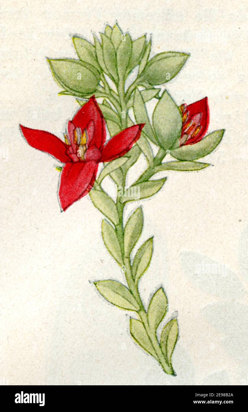 para rhatany, Peruvian rhatany / Krameria lappacea, Syn. Krameria triandra / Ratanhia , auch Rote Ratanhia, Peru- oder Payta-Ratanhia / botany book, 1900) Stock Photo