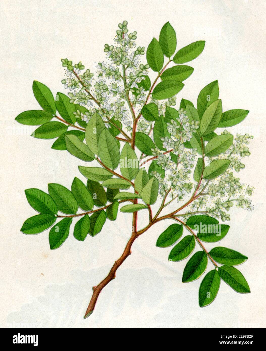 copaifera, diesel tree / Copaifera langsdorffii, Syn. Copaifera officinalis / Copaiva  / botany book, 1900) Stock Photo