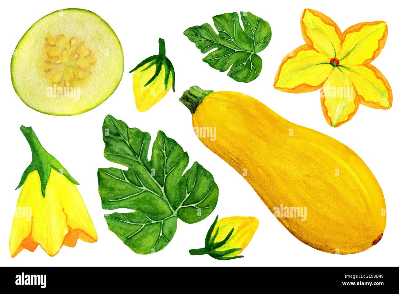 Yellow zucchini watercolor set. Whole squash with slices, flowers Stock Photo