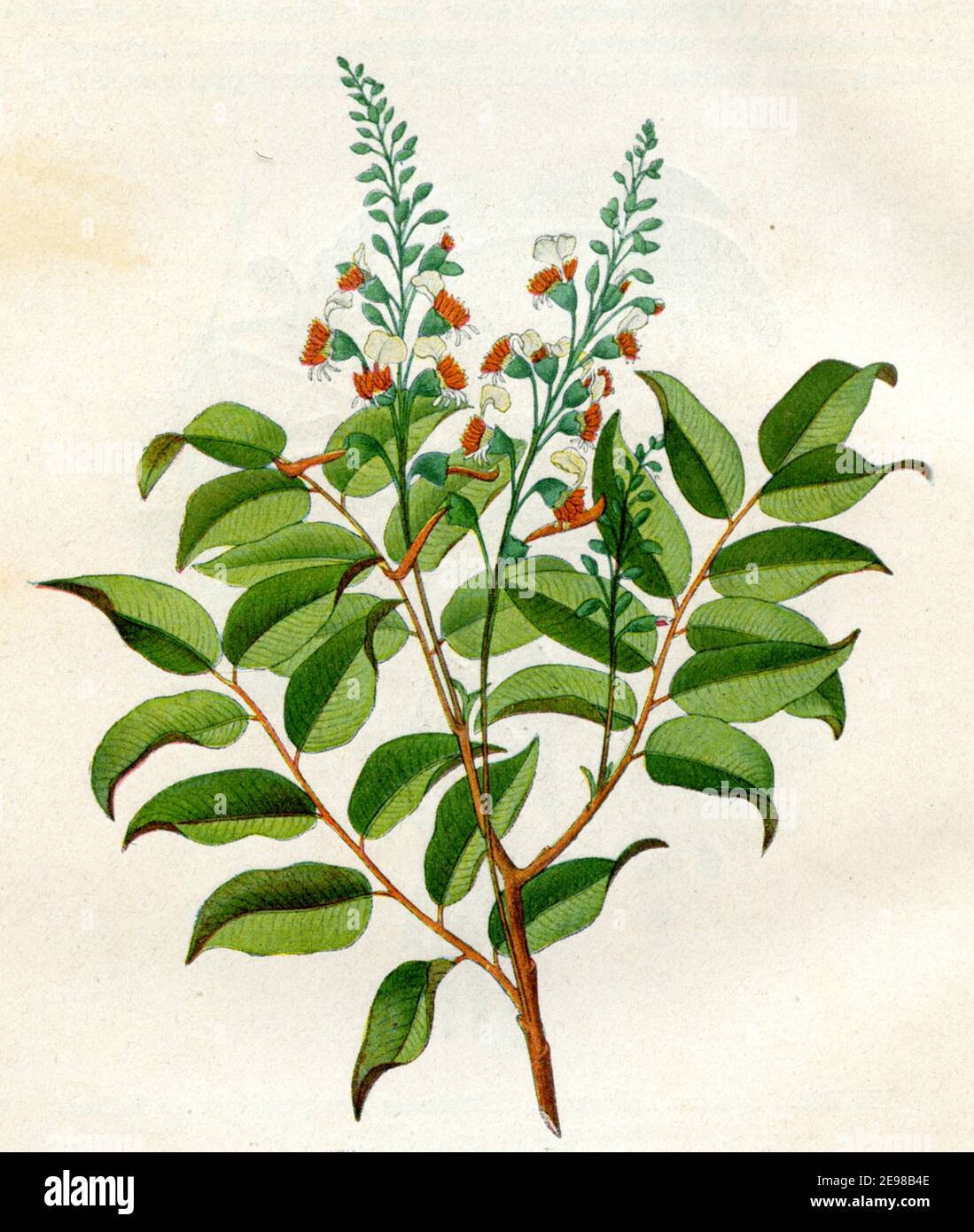 Myroxylon balsamum, Quina / Myroxylon balsamum var. pereirae, Syn. Toluifera Pereirae / Balsambaum, Perubalsam  / botany book, 1900) Stock Photo