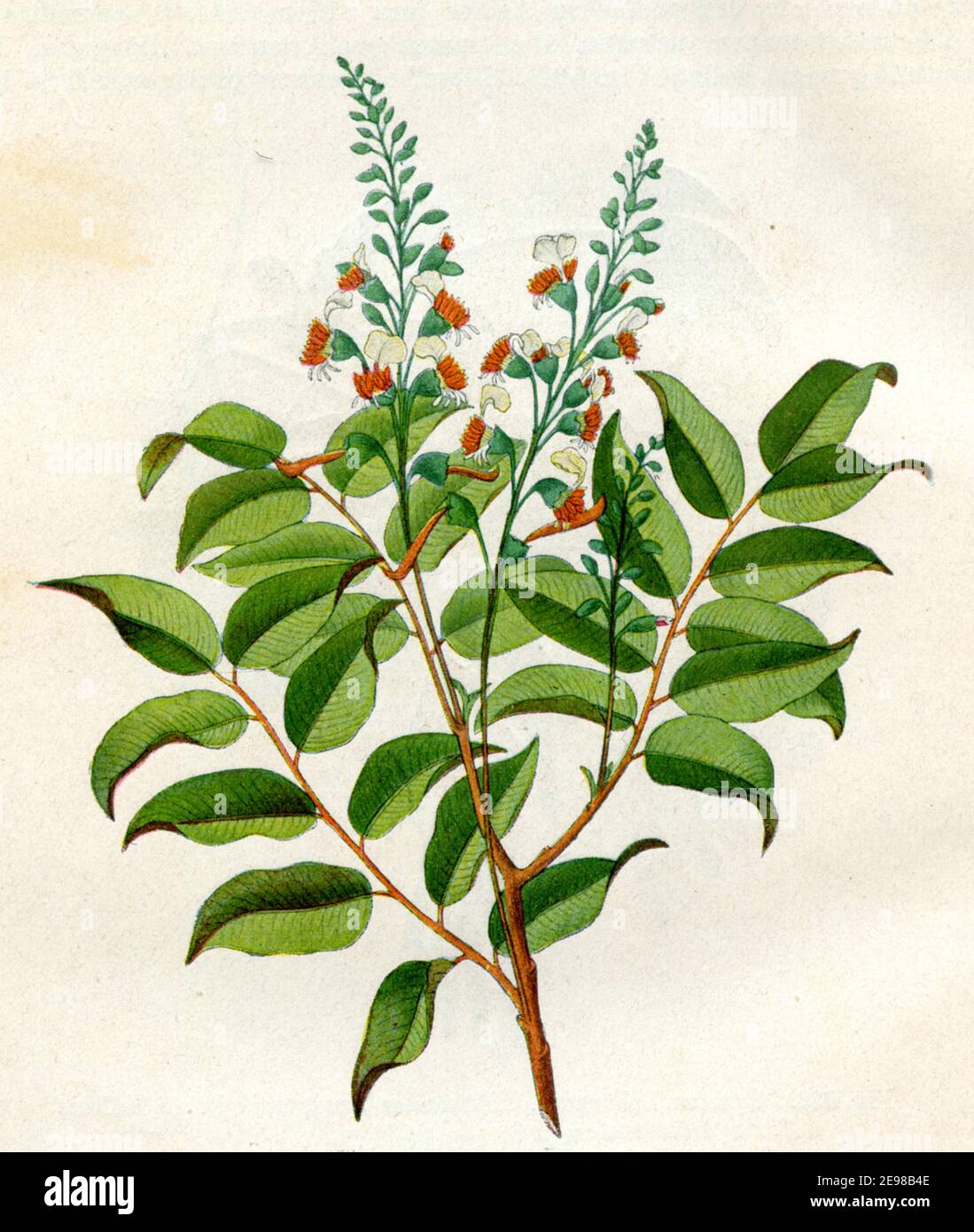 Myroxylon balsamum, Quina / Myroxylon balsamum var. pereirae, Syn