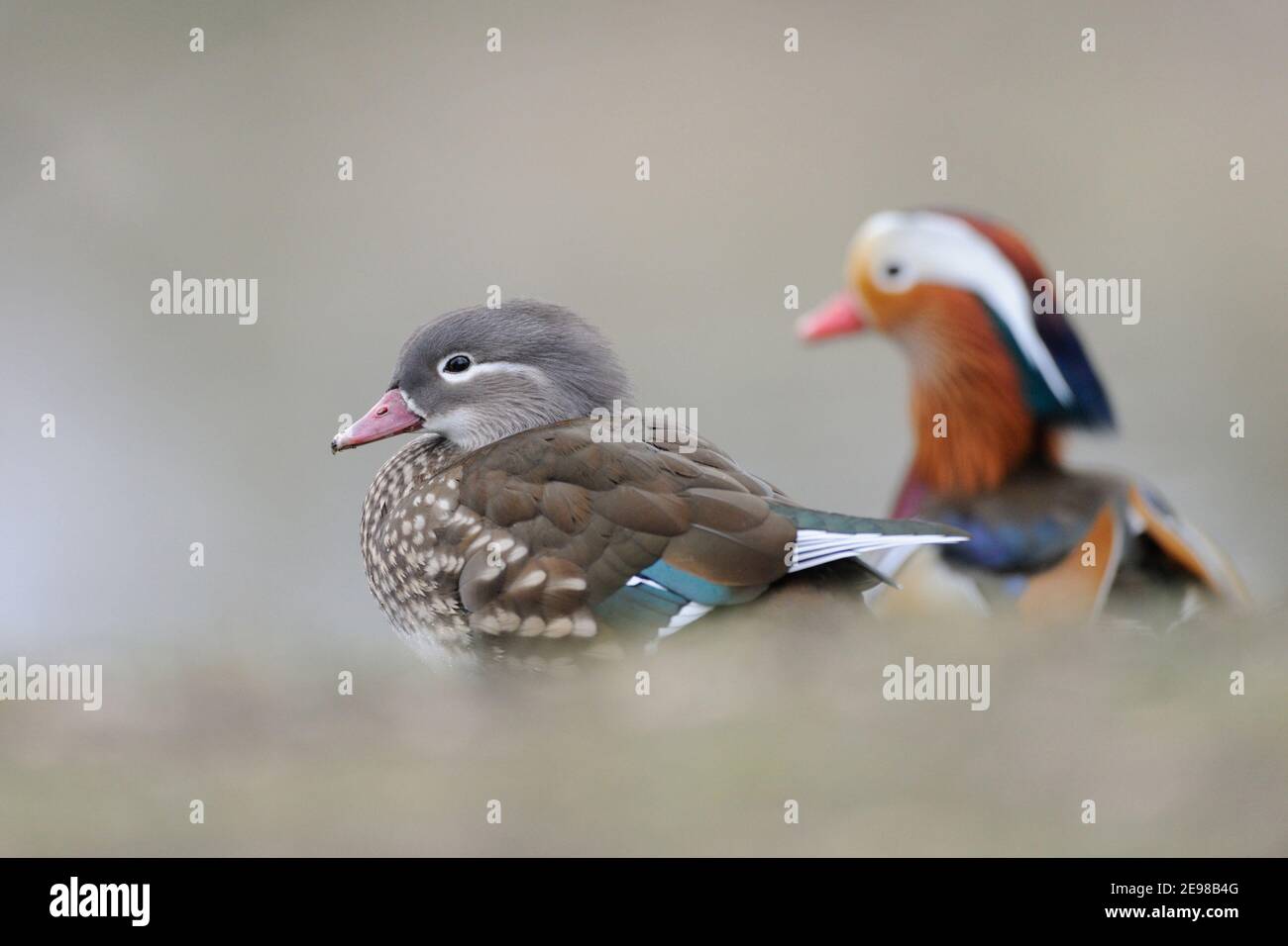 Mandarin Duck ( Aix galericulata ), female and male, pair, couple in harmony at the edge of a little pond, wildlife, Europe. Stock Photo