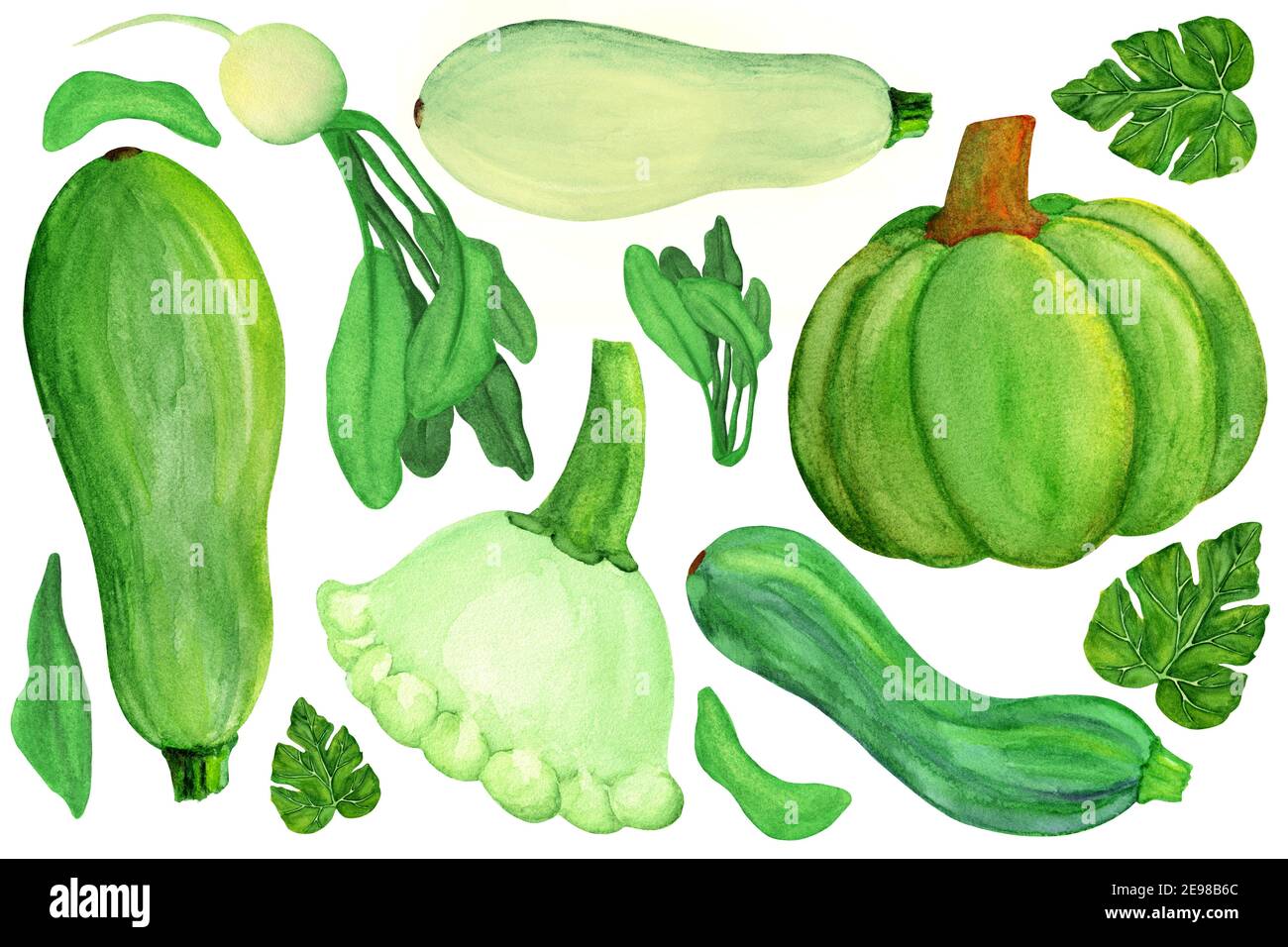 Green squashes and radish on white isolated background Stock Photo