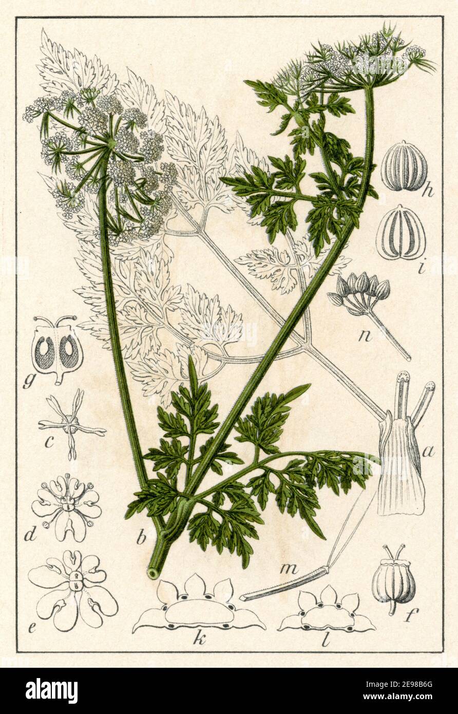 fool's parsley, fool's cicely, or poison parsley / Aethusa cynapium / Hundspetersilie  / botany book, 1904) Stock Photo