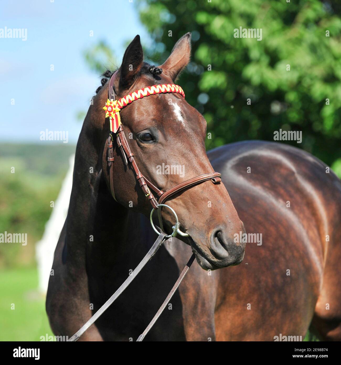 Plaited horse hires stock photography and images Alamy