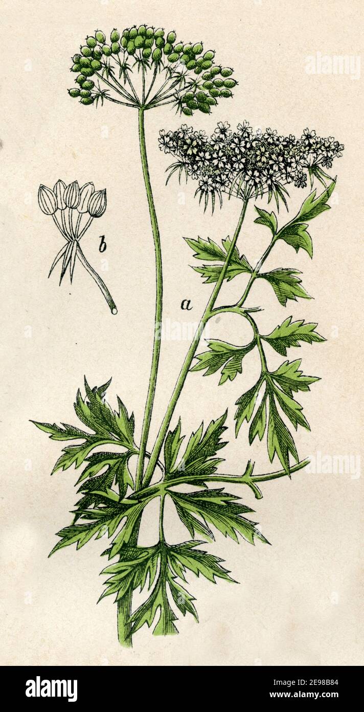fool's parsley, fool's cicely, or poison parsley / Aethusa cynapium /  / botany book, 1879) Stock Photo