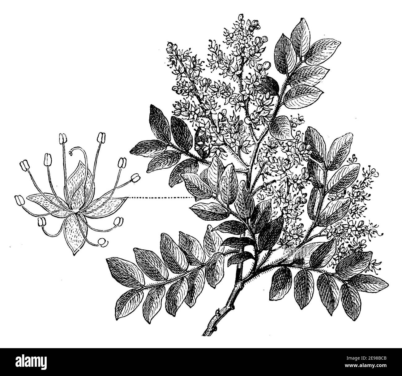 copaifera, diesel tree / Copaifera langsdorffii, Syn. Copaifera officinalis / Copaifera (encyclopedia, 1885) Stock Photo