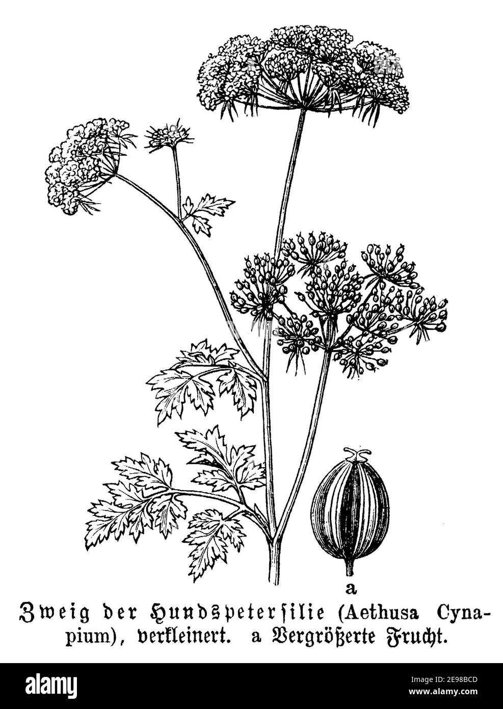 fool's parsley, fool's cicely, or poison parsley / Aethusa cynapium / Hundspetersilie (biology book, 1889) Stock Photo