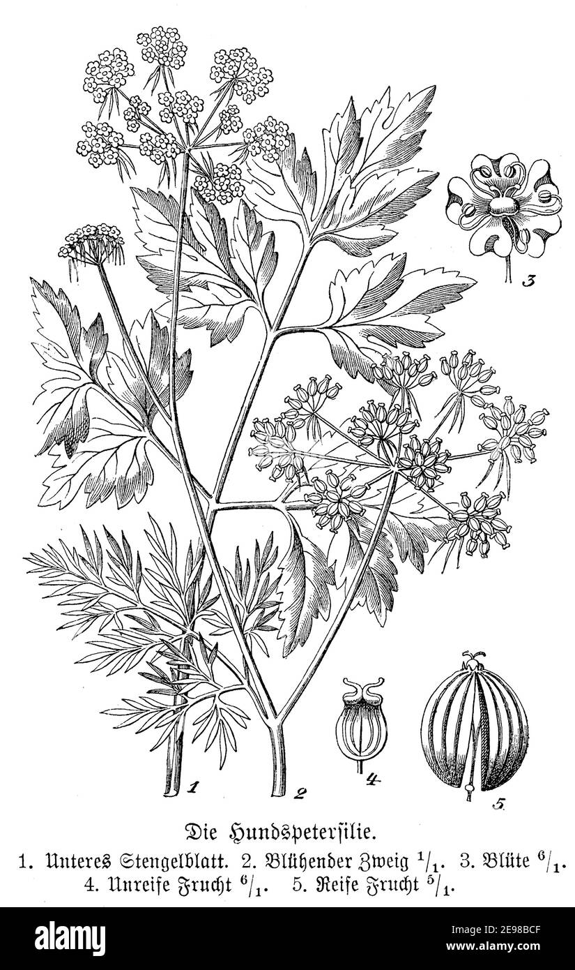 fool's parsley, fool's cicely, or poison parsley / Aethusa cynapium / Hundspetersilie (natural history book, 1899) Stock Photo