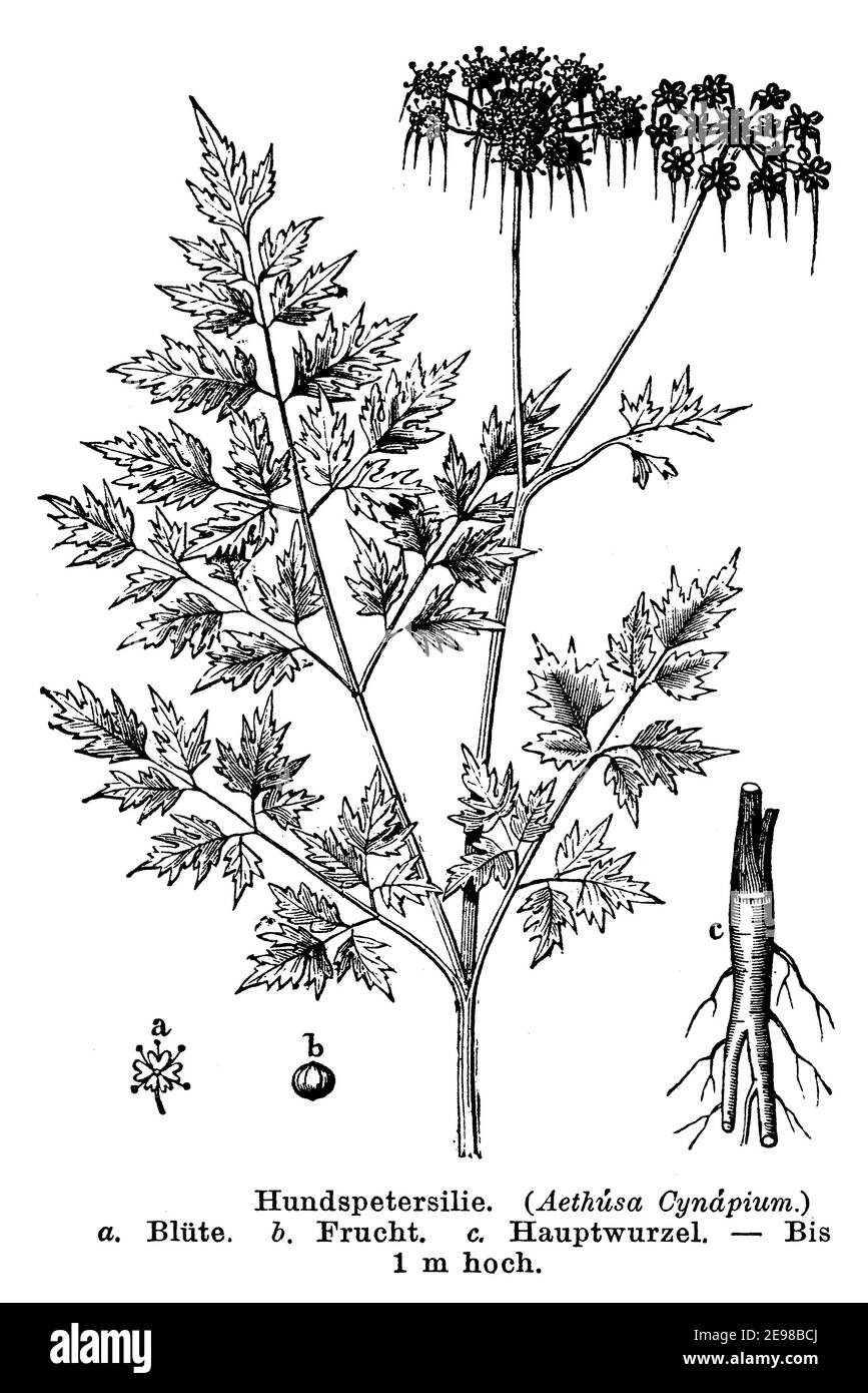fool's parsley, fool's cicely, or poison parsley / Aethusa cynapium / Hundspetersilie (botany book, 1884) Stock Photo