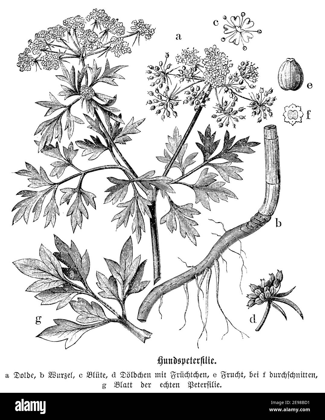 fool's parsley, fool's cicely, or poison parsley / Aethusa cynapium / Hundspetersilie (botany book, 1880) Stock Photo