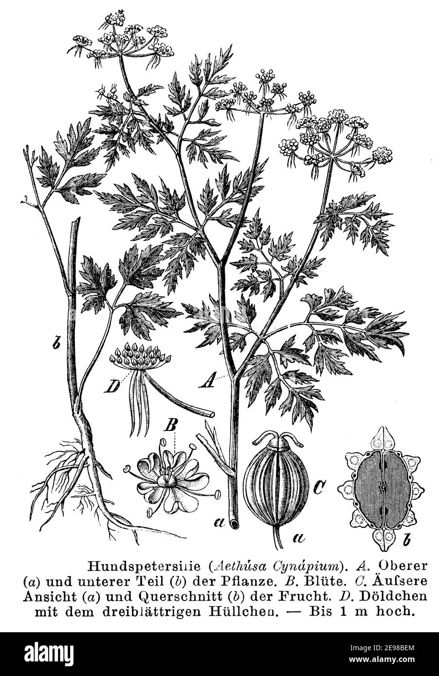 fool's parsley, fool's cicely, or poison parsley / Aethusa cynapium / Hundspetersilie (botany book, 1892) Stock Photo