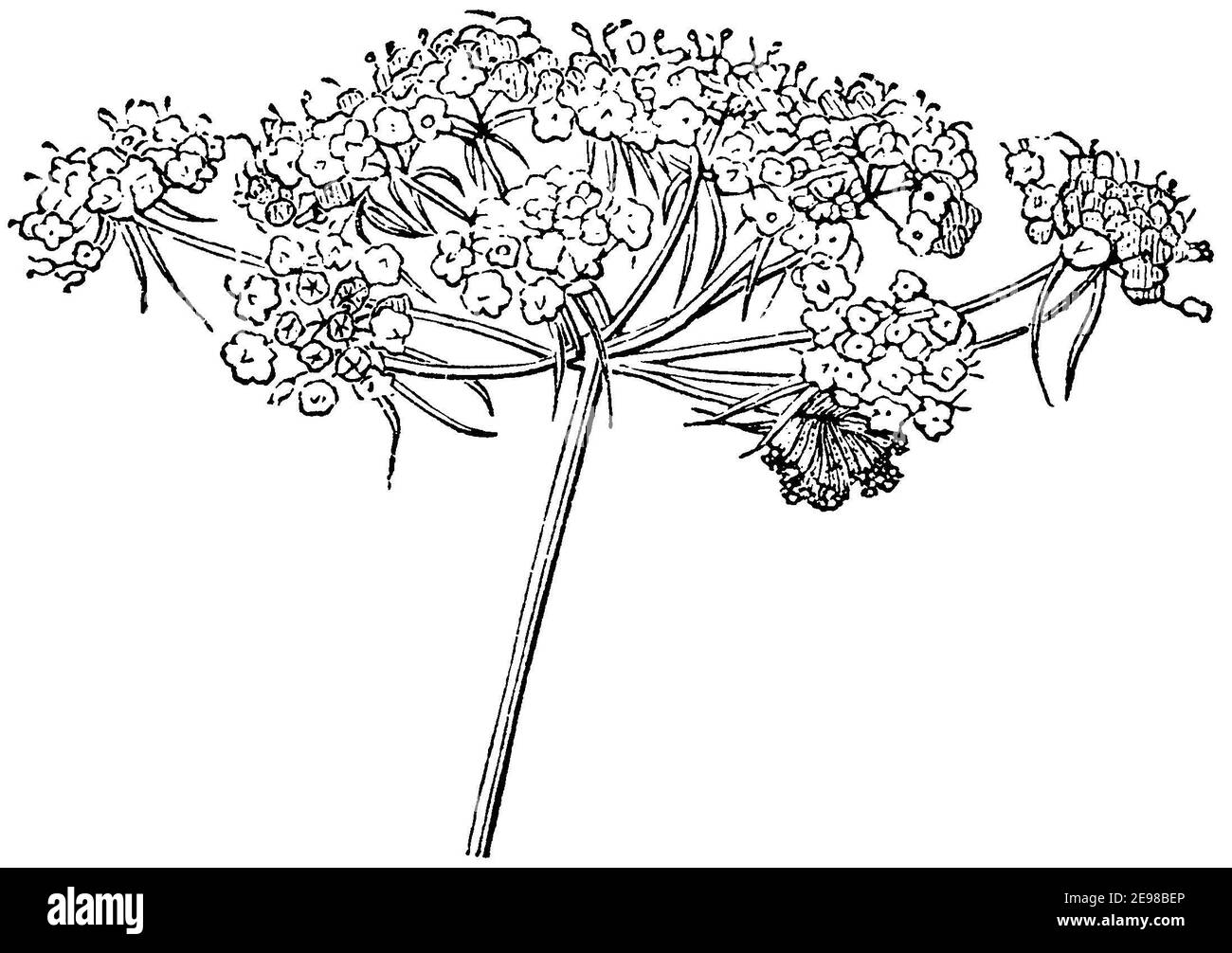 fool's parsley, fool's cicely, or poison parsley / Aethusa cynapium / Hundspetersilie (botany book, 1875) Stock Photo