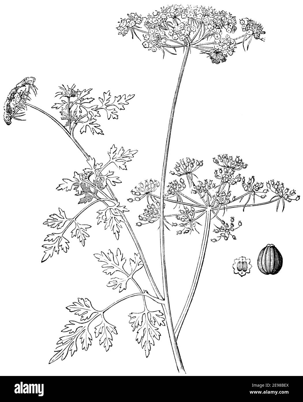 fool's parsley, fool's cicely, or poison parsley / Aethusa cynapium / Hundspetersilie (botany book, 1875) Stock Photo