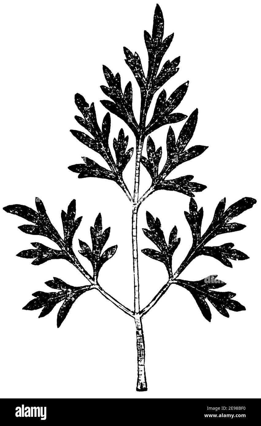 fool's parsley, fool's cicely, or poison parsley / Aethusa cynapium / Hundspetersilie (botany book, 1875) Stock Photo