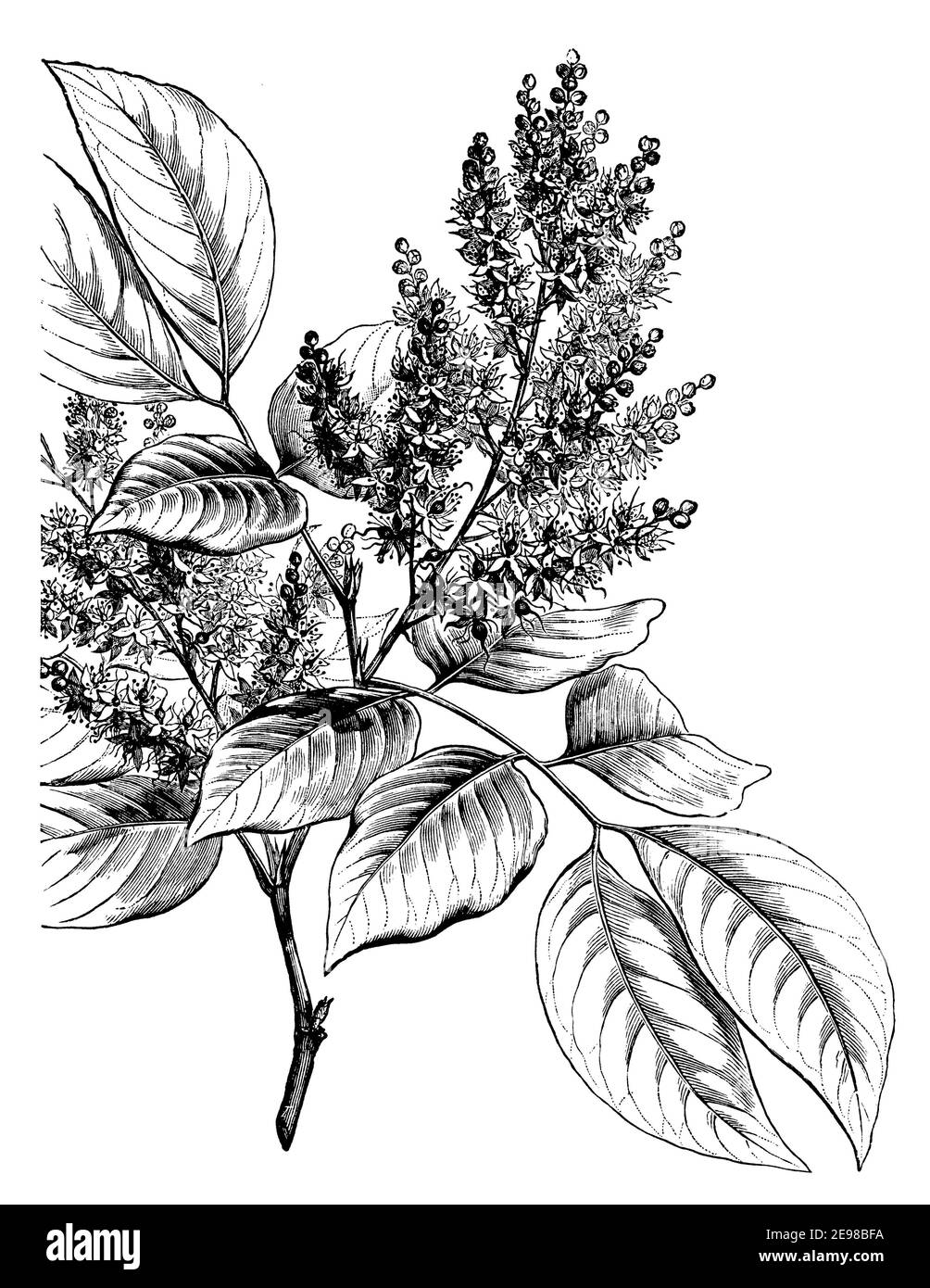 copaifera, diesel tree / Copaifera langsdorffii, Syn. Copaifera officinalis / Copaifera (botany book, 1905) Stock Photo