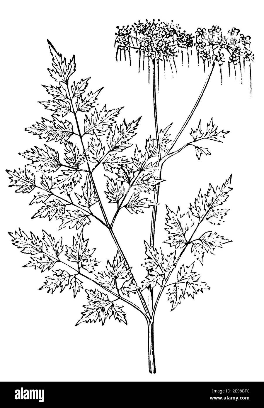 fool's parsley, fool's cicely, or poison parsley / Aethusa cynapium / Hundspetersilie (picture book, 1881) Stock Photo