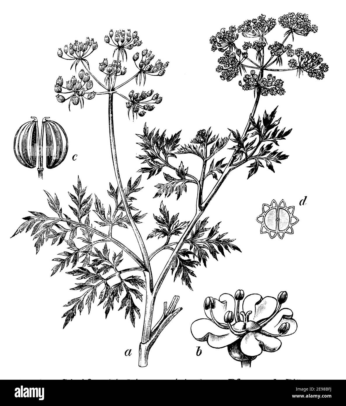 fool's parsley, fool's cicely, or poison parsley / Aethusa cynapium / Hundspetersilie (botany book, 1902) Stock Photo