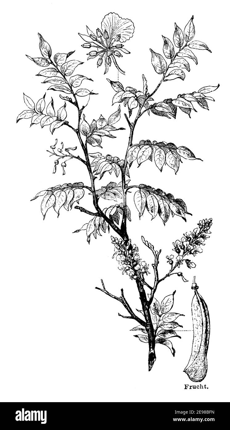 Myroxylon balsamum, Quina / Myroxylon balsamum var. pereirae, Syn. Toluifera Pereirae / Balsambaum, Perubalsam (encyclopedia, 1885) Stock Photo