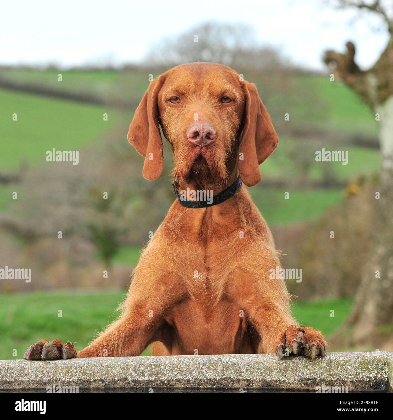 loroka wirehaired vizsla