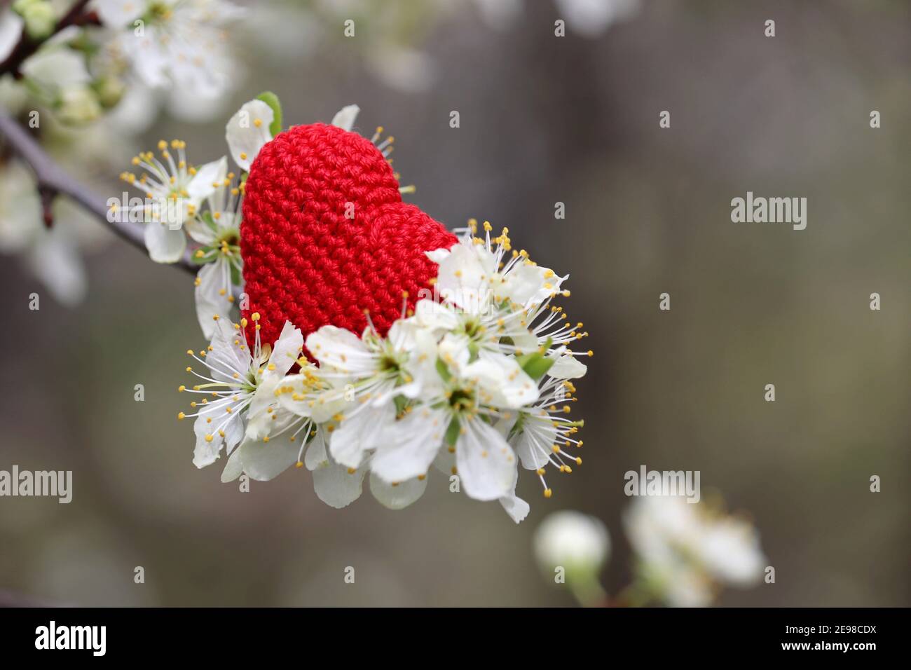 Valentines heart with cherry blossom, selective focus. White flowers and red knitted symbol of romantic love on a branch in a garden Stock Photo
