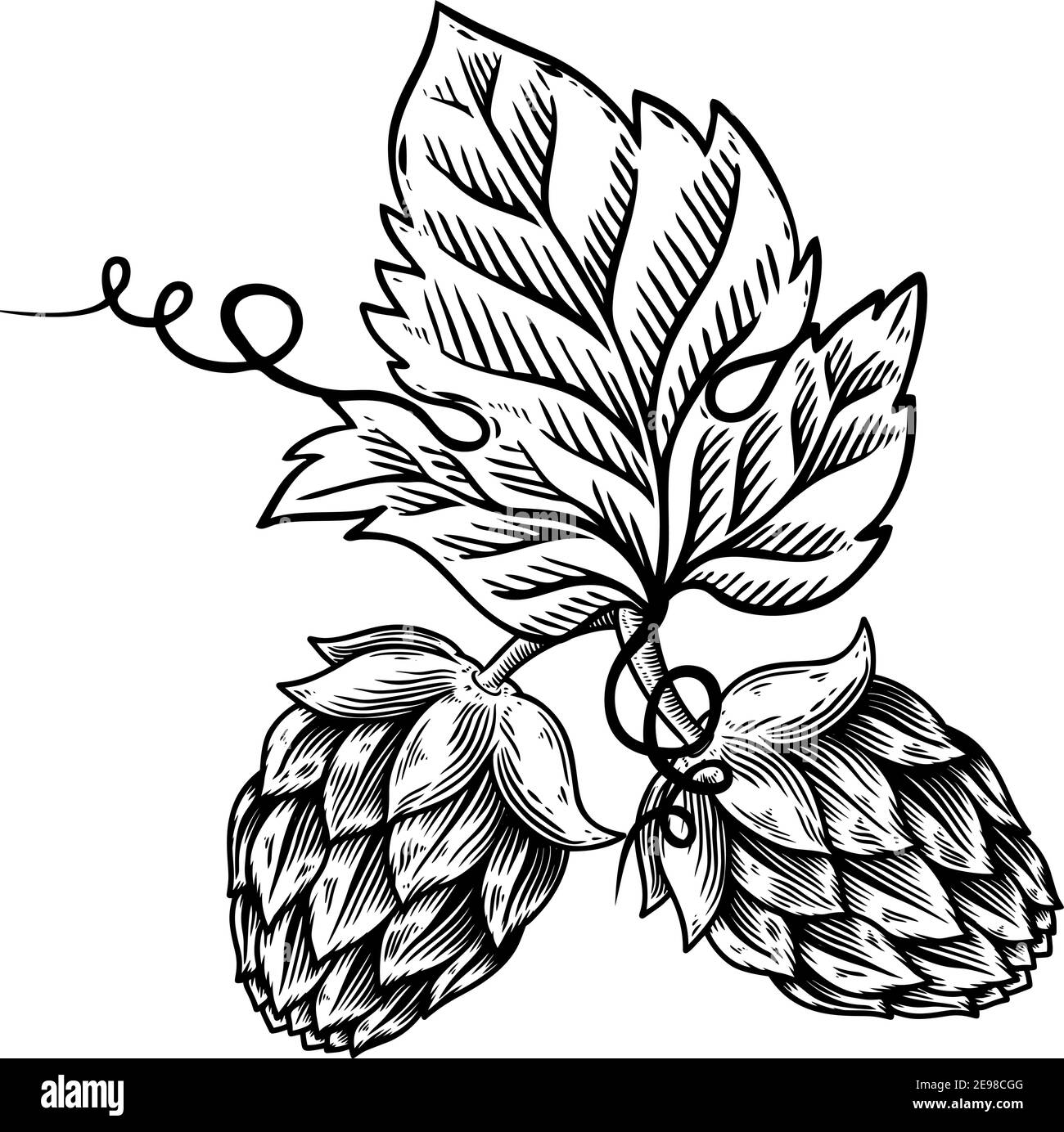 Illustration of beer hop in engraving style. Design element for poster, card, banner, sign, logo.Vector illustration Stock Vector