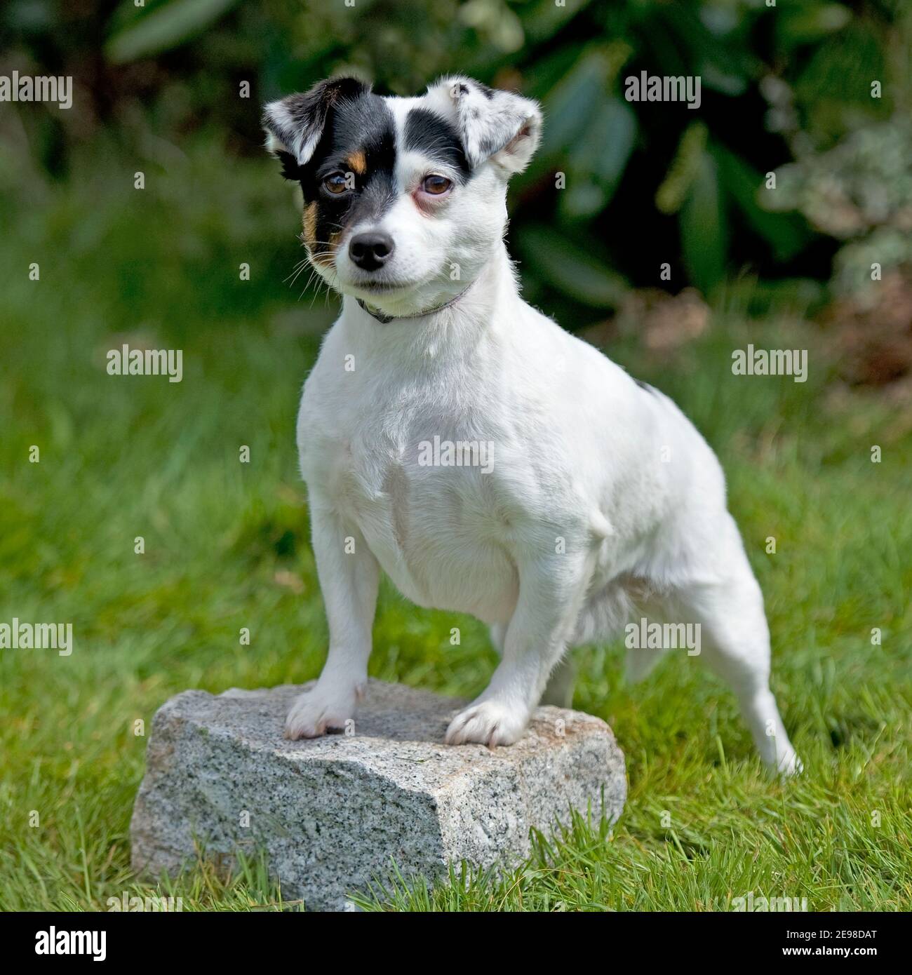 Jack Russell terrier dog Stock Photo