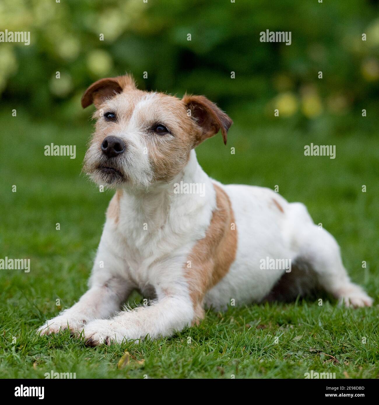 Are Jack Russell Terrier Hypoallergenic